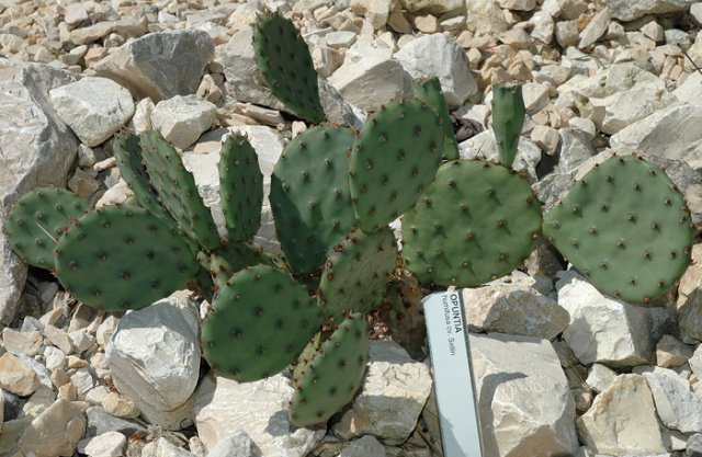 Opuntia_humifusa_cv_Sellin